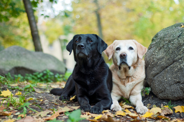 Labradorský retrívr - osobnost a péče o psa